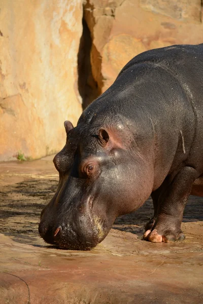 Hippo. — Stock Photo, Image