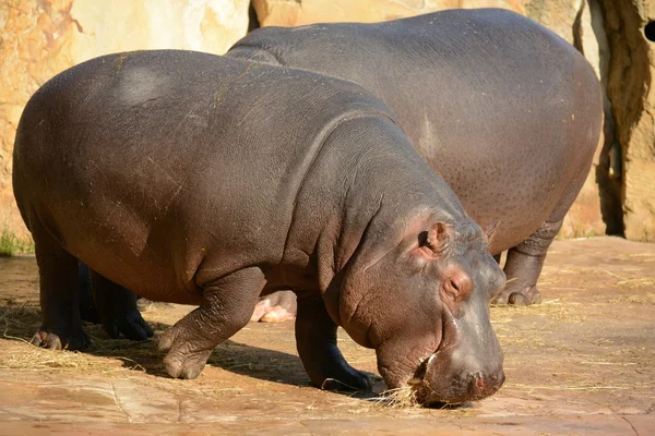 Nilpferd. — Stockfoto