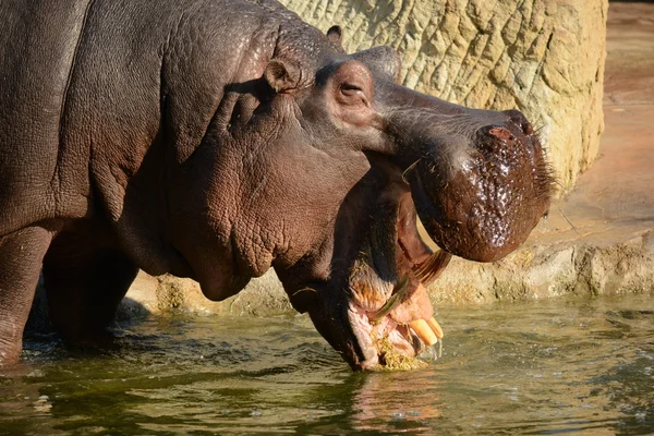 Hippo. — Stock Photo, Image