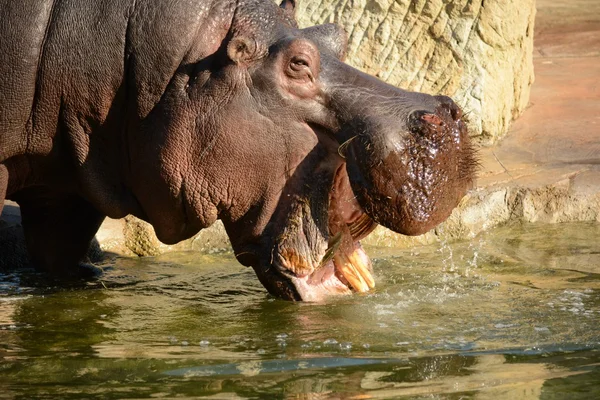 Hipona. — Foto de Stock