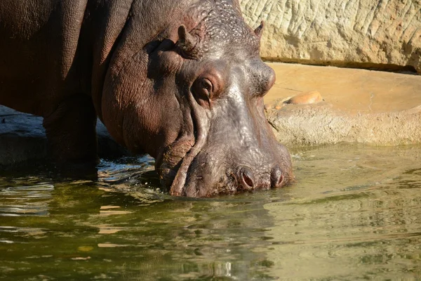 Hroch. — Stock fotografie