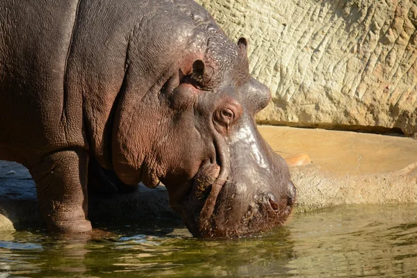 Hippo. — Stock Photo, Image