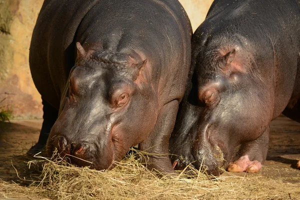 Nijlpaard. — Stockfoto