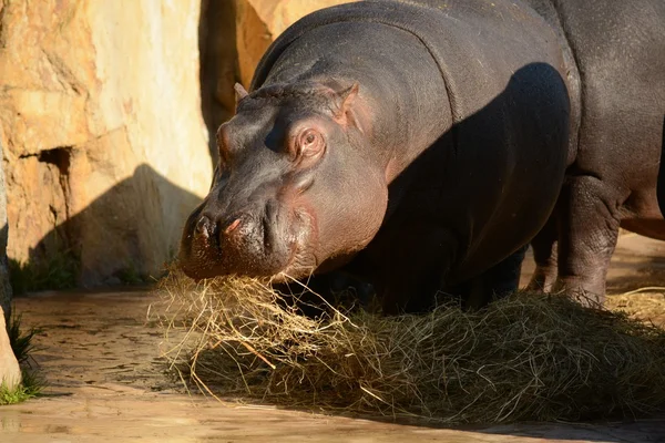 Hippo. — Stock Photo, Image