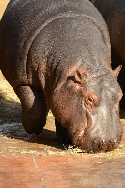 Hippo. — Stock Photo, Image