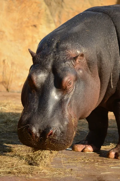 Nijlpaard. — Stockfoto