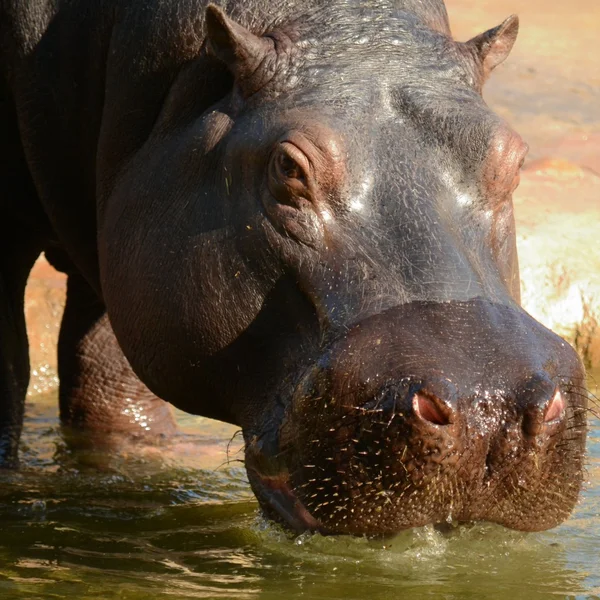Hippo. — Stock Photo, Image