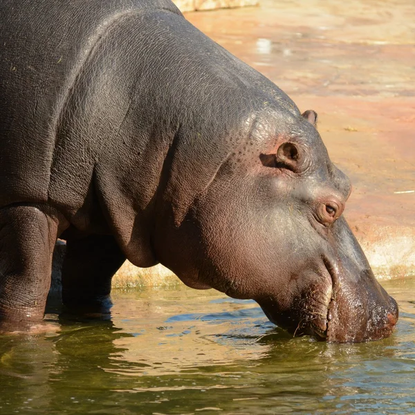 Hippo. — Stock Photo, Image