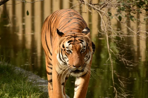Tigre. — Foto de Stock