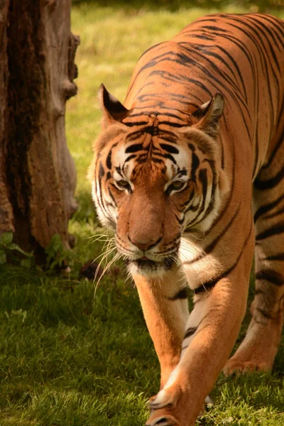 Tigre. — Foto de Stock