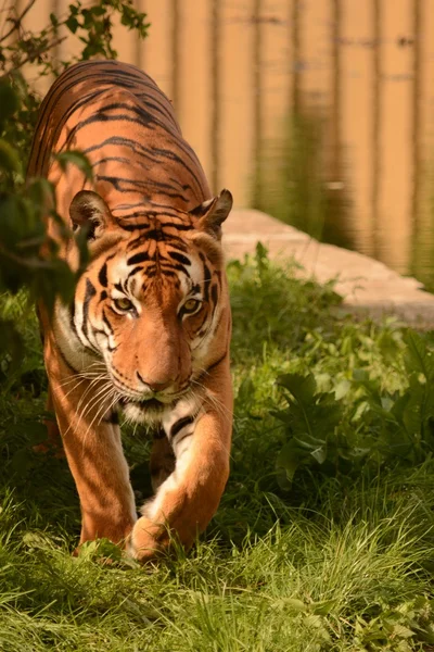 Tigre. —  Fotos de Stock