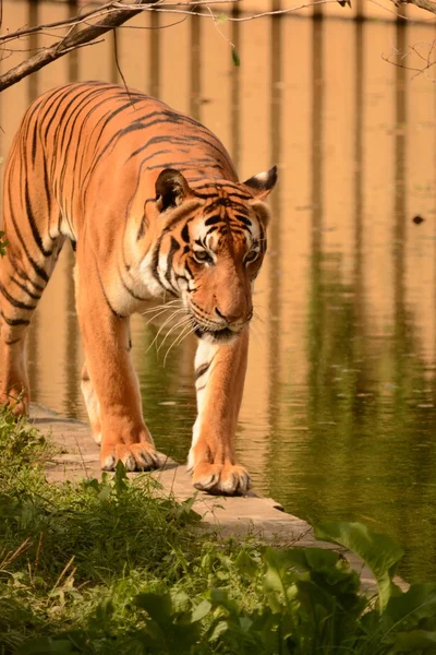 Tigre. — Foto de Stock