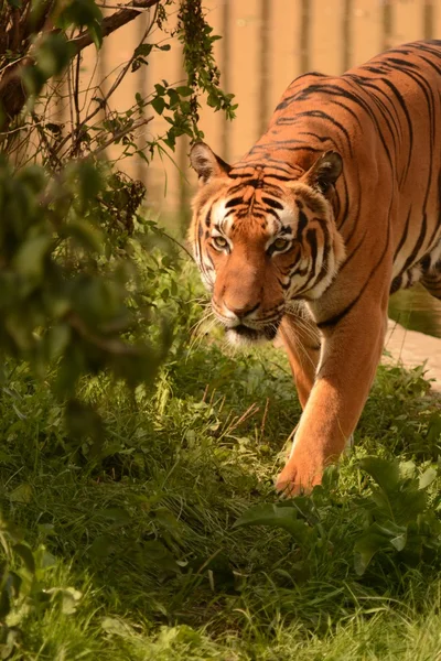 Tigre. — Fotografia de Stock