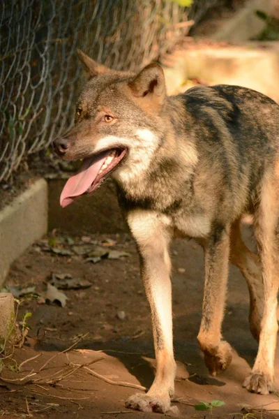 Wolf — Stock Photo, Image