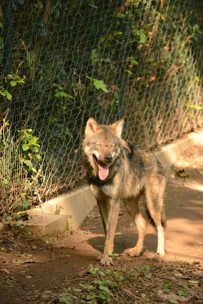 Wolven — Stockfoto