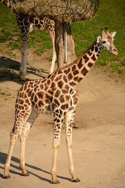 Giraffa — Foto Stock