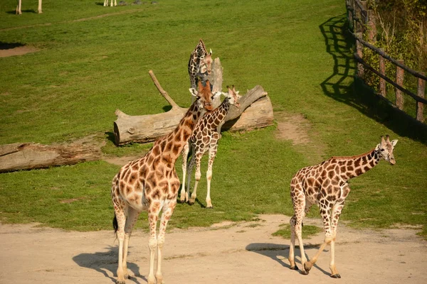 Giraffa — Foto Stock