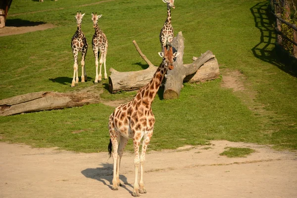 Giraffe — Stockfoto