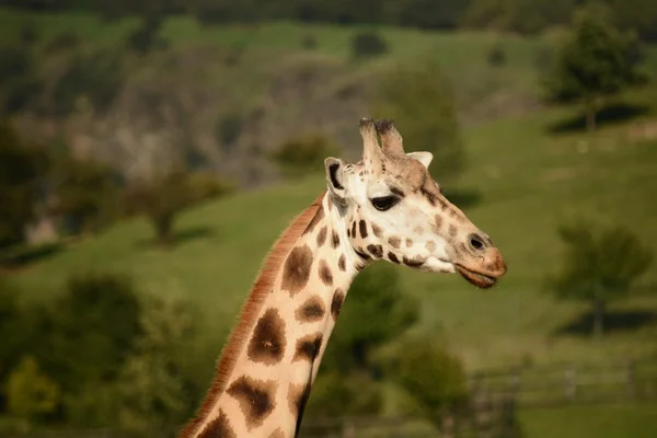 Giraffa — Foto Stock