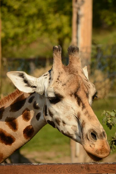 Girafa — Fotografia de Stock