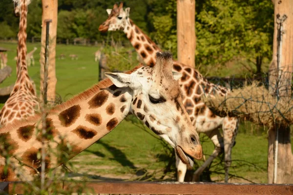 Giraffa — Foto Stock