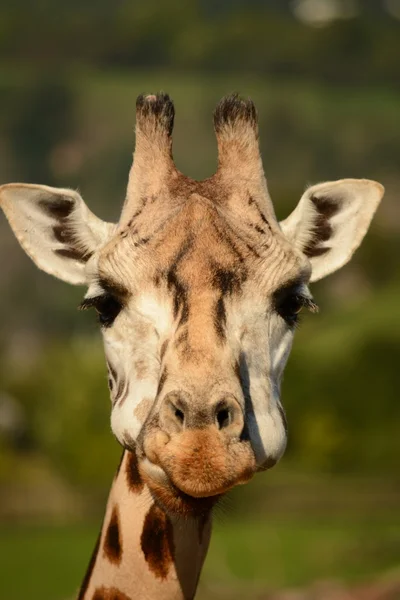 Giraffe — Stockfoto