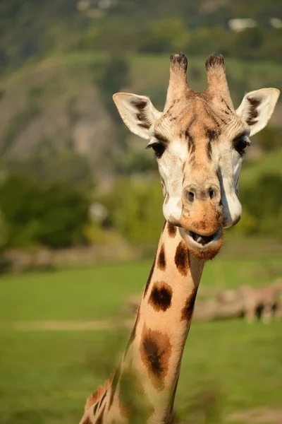 Giraffe — Stockfoto