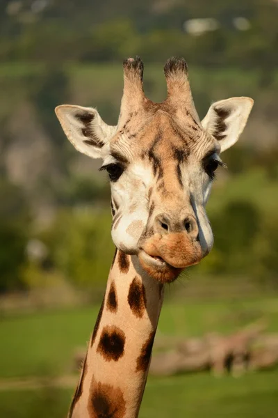 Giraffe — Stock Photo, Image