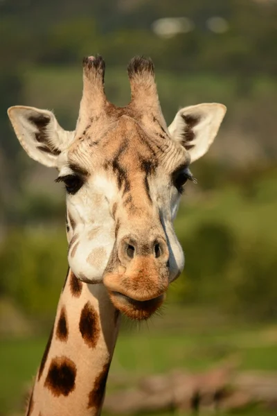 Girafe — Photo