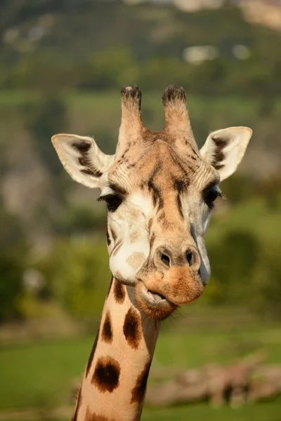 Giraffe — Stock Photo, Image