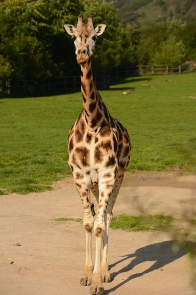 Giraffe — Stock Photo, Image