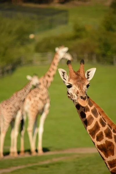 Giraffa — Foto Stock