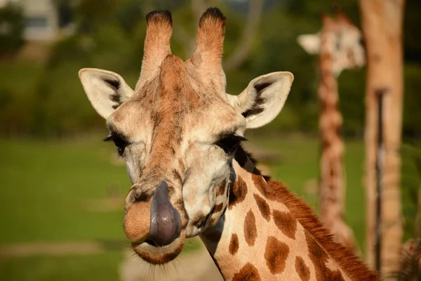 Giraffe — Stockfoto