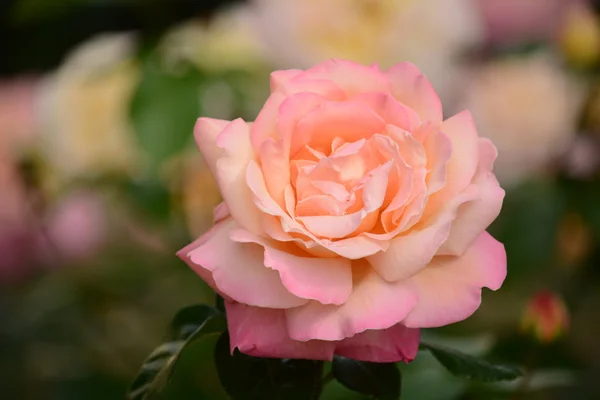 Rosas.. — Foto de Stock