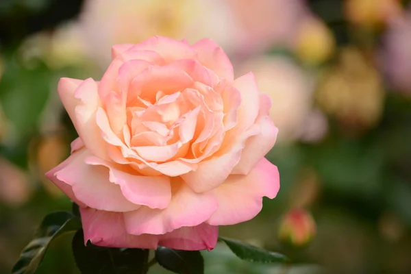 Rosas.. — Foto de Stock