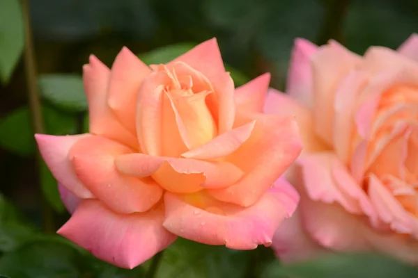 Roses. — Stock Photo, Image