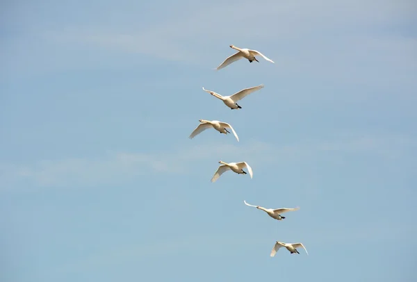 Cigno. — Foto Stock