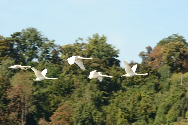 Cigno. — Foto Stock