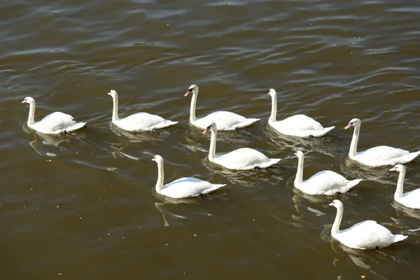 Cigno. — Foto Stock