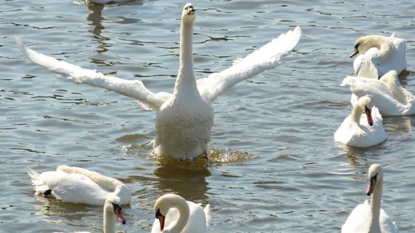 Cigno. — Foto Stock