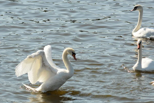 Hattyú. — Stock Fotó