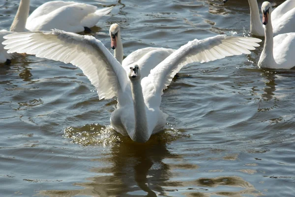 Schwan. — Stockfoto