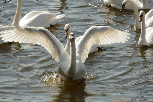 Cigno. — Foto Stock