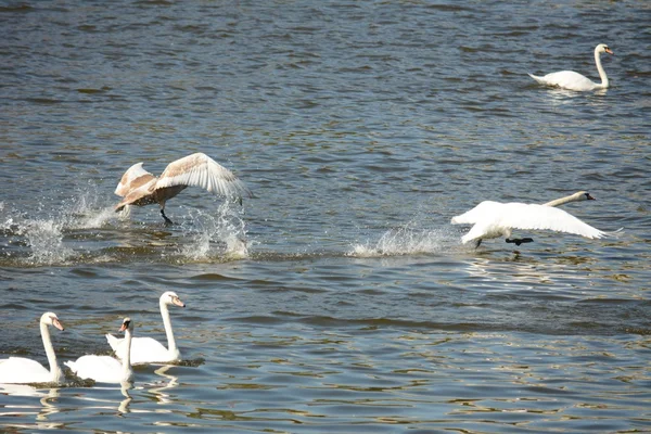 Cigno. — Foto Stock