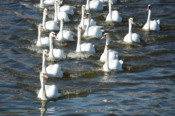 Cisne. — Fotografia de Stock