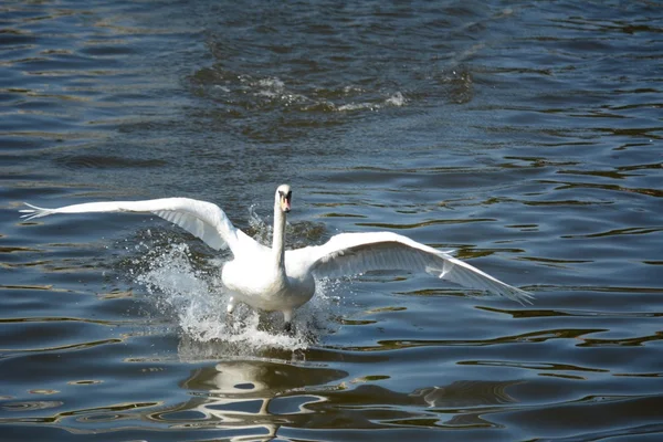 Cisne. — Fotografia de Stock