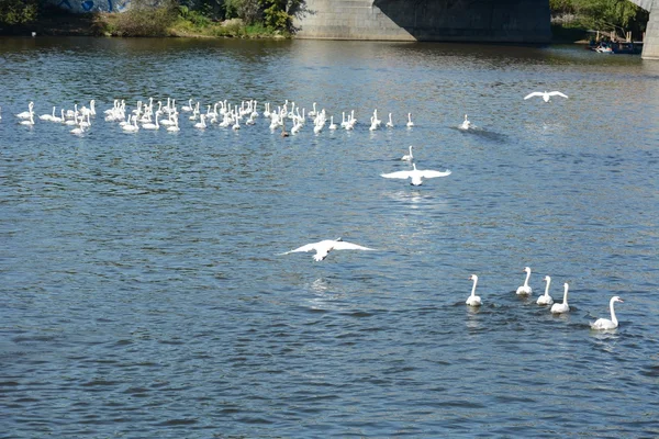 Cigno. — Foto Stock