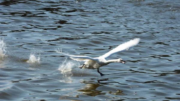 Svanen. — Stockfoto