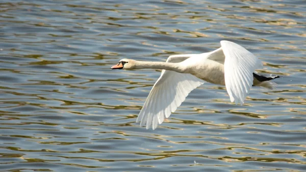 Cigno. — Foto Stock