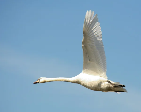 Cygne. — Photo